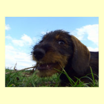 Mischievous Dachshund Puppy posters
