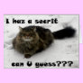 Mischievous Maine Coon in the snow