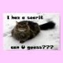 Mischievous Maine Coon in the snow
