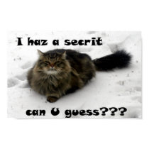Mischievous Maine Coon in the snow posters by JeanC_PurpleDucky Mischievous Maine Coon in the snow posters