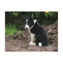 Mischievous Pup postcards