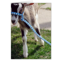 Misha the Goat cards by angelandspot Misha the Goat cards