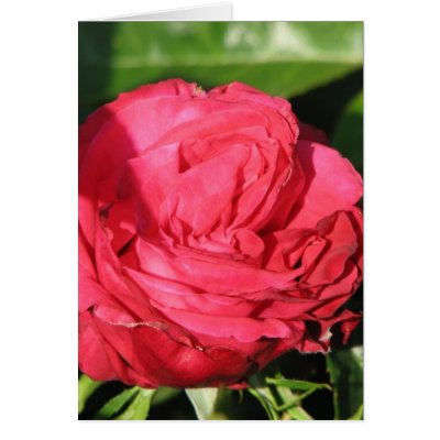 Miss All-American Beauty Hybrid Tea Rose 097 Card by MobyD46