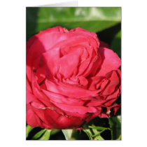 Miss All-American Beauty Hybrid Tea Rose 097 cards
