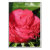 vertical, card, miss all american beauty, hybrid