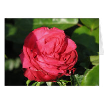 Miss All-American Beauty Hybrid Tea Rose 097 cards by MobyD46 Miss All-American Beauty Hybrid Tea Rose 097 cards