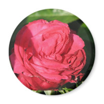 Miss All-American Beauty Hybrid Tea Rose 097 magnets by MobyD46 Miss All-American Beauty Hybrid Tea Rose 097 magnets