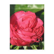 Miss All-American Beauty Hybrid Tea Rose 097 postcards