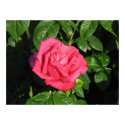 Miss All-American Beauty Hybrid Tea Rose 097 posters