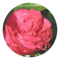 Miss All-American Beauty Hybrid Tea Rose 097 stickers by MobyD46 Miss All-American Beauty Hybrid Tea Rose 097 stickers