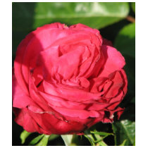 Miss All-American Beauty Hybrid Tea Rose 097 t-shirts by MobyD46 Miss All-American Beauty Hybrid Tea Rose 097 t-shirts