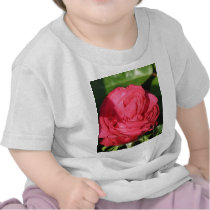 Miss All-American Beauty Hybrid Tea Rose 097 t-shirts by MobyD46 Miss All-American Beauty Hybrid Tea Rose 097 t-shirts