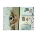 Miss Macy Jayne Shabby Chic Style Post Cards