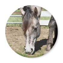 Miss Peppy Shu Refrigerator Magnets