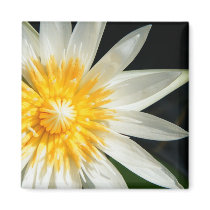 Miss Sunshine magnets