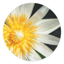 Miss Sunshine stickers