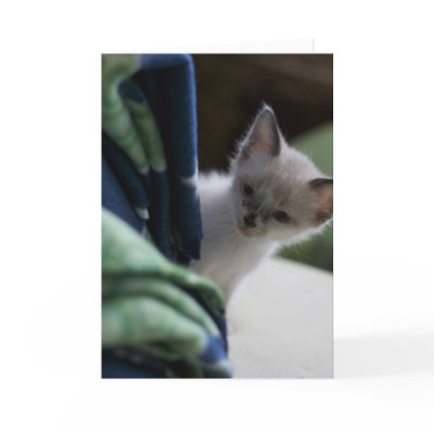 Peek-a-Boo Siamese Kitten greeting card w/ "Peek-a-Boo I miss you" inside.