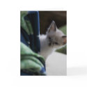 Miss You Peek-a-Boo Kitten Card by darkimagestudios Miss You Peek-a-Boo Kitten Card