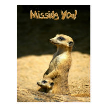 Miss You Postcard