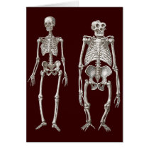 Missing Link - Skeletons of Man and Ape Greeting Cards