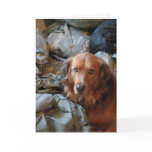 Missing You Army Dog Card