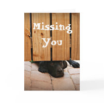 Missing You (Black Lab) cards