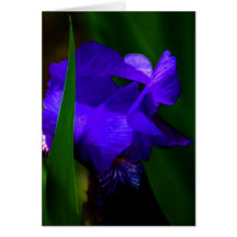 MIssing You card/Iris flower