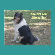 Missing You- Collie! postcards