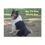 Missing You- Collie! Postcards Missing You- Collie! Postcards