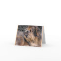 Missing You Dog cards by Petcetera Missing You Dog cards