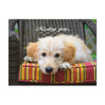 Missing You Golden Doodle Postcard