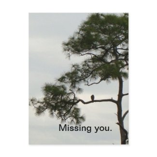 Missing You Osprey postcard