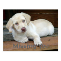 Missing You Yellow Labrador Retriever postcards