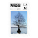 Mississippi Cypress postage