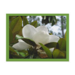 Mississippi Magnolia