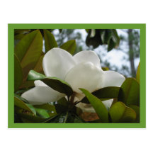 Mississippi Magnolia Postcard