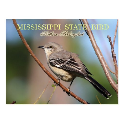 Mississippi State Bird