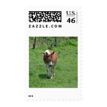 MIssouri Mule Postage Stamps
