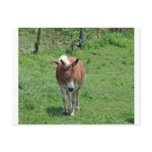 MIssouri Mule