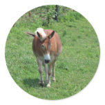 MIssouri Mule