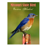 Missouri State Bird - Eastern Bluebird Post Cards