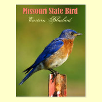 Missouri State Bird - Eastern Bluebird postcards
