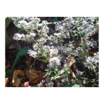 Missouri Wildflowers posters by Matrinka Missouri Wildflowers posters