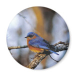 Missouris Bird