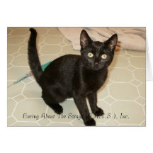 Missy Notecards