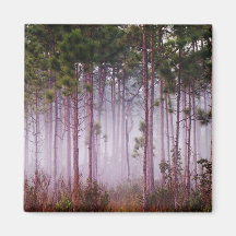 Mist among pine trees at sunrise, Everglades Fridge Magnet