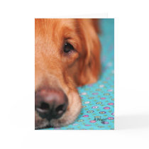 Mister Farley, the Golden Retriever cards by AnnaWight Mister Farley, the Golden Retriever cards