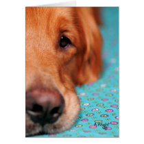 Mister Farley, the Golden Retriever cards