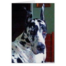 'Mister' Great Dane Greeting Card