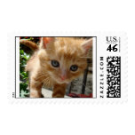 Mister Kitty (superkittystars.com) Postage Stamp